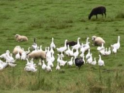 Gänse auf einer Wiese. Dazwischen vereinzelt Schafe.