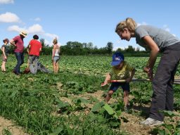 Frau mit Kind stehen auf einem Feld und pflücken Erdbeeren