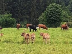 Braune Rinder mit Kälbern auf einer Wiese. Im Hintergrund Nadelbäume