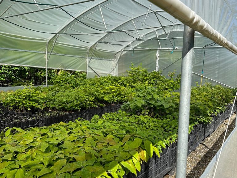 Gewächshaus mit Trüffelbäumen