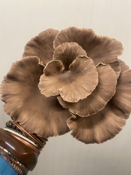 Schöne Austernpilze vom Dahlheimer Hof aus Paderborn